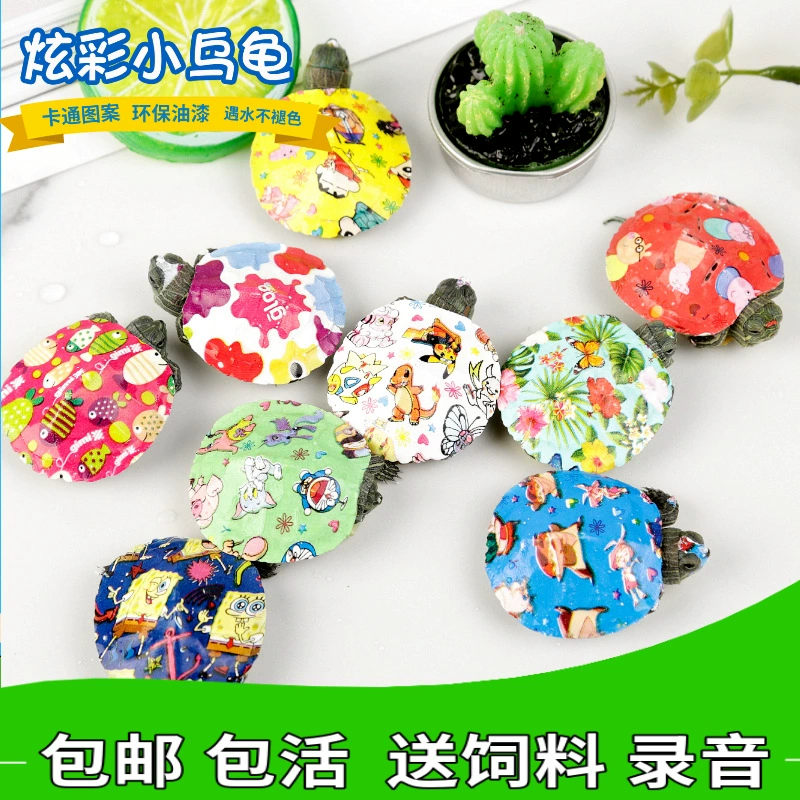 Кибер-знаменитость красочная маленькая черепаха живая жизнь красочная маленькая черепаха красочная бразильская Черепаха бесплатная доставка мультфильм признательность домашняя черепаха