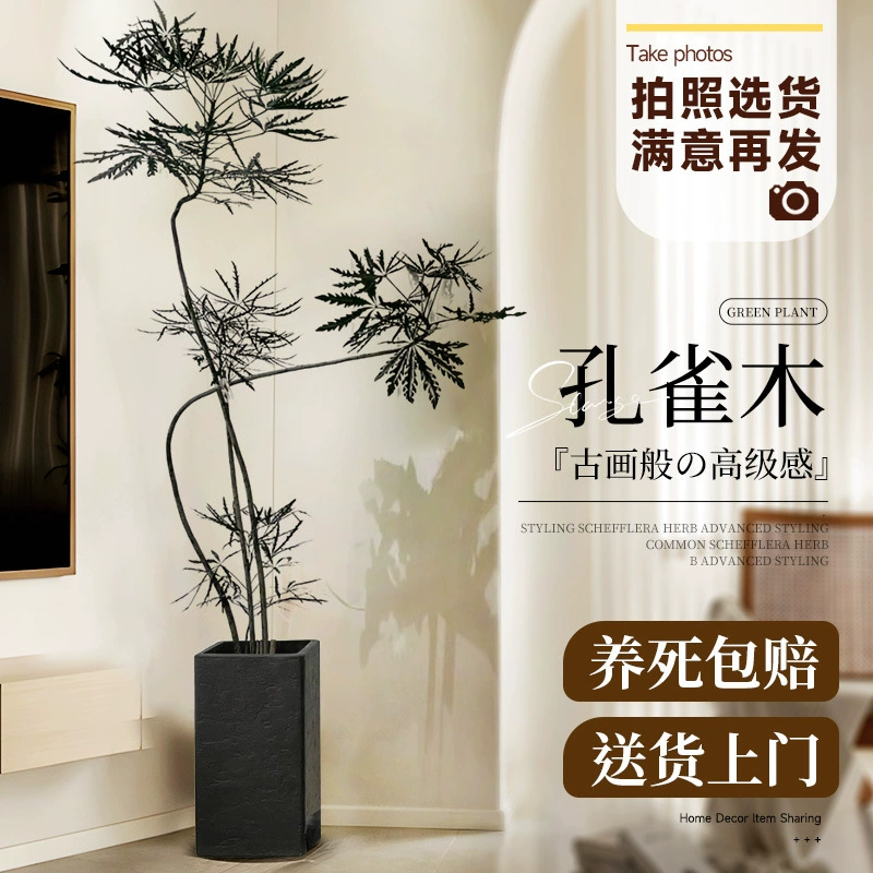 Большое комнатное растение павлиньи дерево, зеленое, для гостиной, офиса, напольное, в большой горшке, настоящий цветок, легко выращивать.