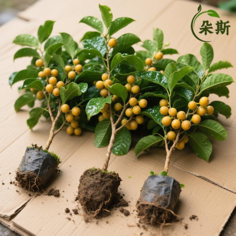 贵妃黄皮树苗鸡心无核紫肉黑金新品种果树果苗纯甜南方种植大庭院