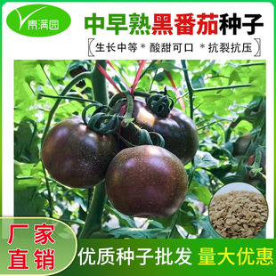 ���l���Ϻڷ��ѷN���Ϻ����t���N�Ӵ�������Ѵ���ͺڷ��ѷN��