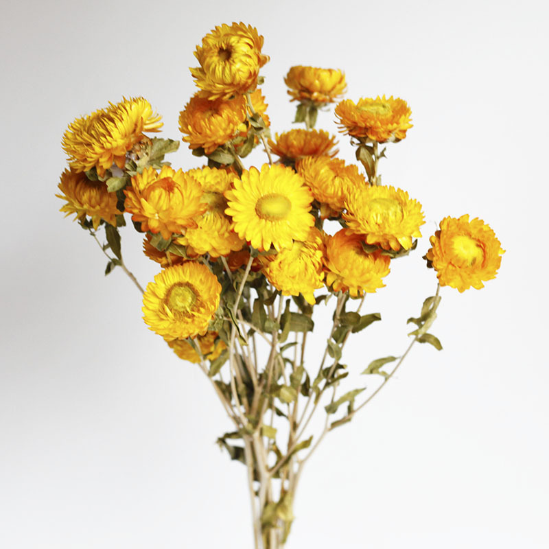 Flor seca Flor eterna Gypsophila Bola de oro No me olvides Flor seca Rosa hoja de eucalipto Pine Fruit Lover Grass al por mayor