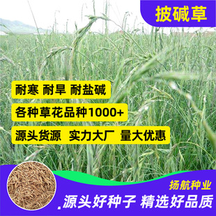 Wholesale of Alkali Grass Seeds, Cold-Resistant, Drought-Resistant and Salt-Resistant Grass Seeds, Slope Protection and Soil-Fixing Four-Season Pasture Grass Seeds, Wind-Resistant and Sand-Resistant Seeds