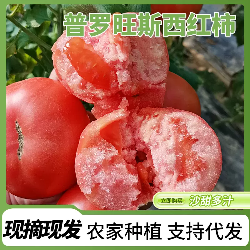 批发正宗普罗旺斯西红柿沙瓤自然熟新鲜现摘发货水果番茄