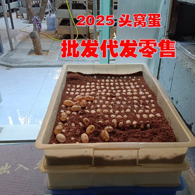 Цветочная черепаха Яйцо Трава Яйцо Черепаха Яйцо Оплодотворение Инкубация Карта Яйцо Крокодил Черепаха Яйцо Черепаха Яйцо Бразильская черепаха Яйцо Огненная черепаха