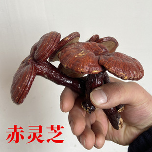 �`֥���`֥���`֥�`֥��֦250��500�˿���Ƭ�Ҝ���ˮ���`֥�����l