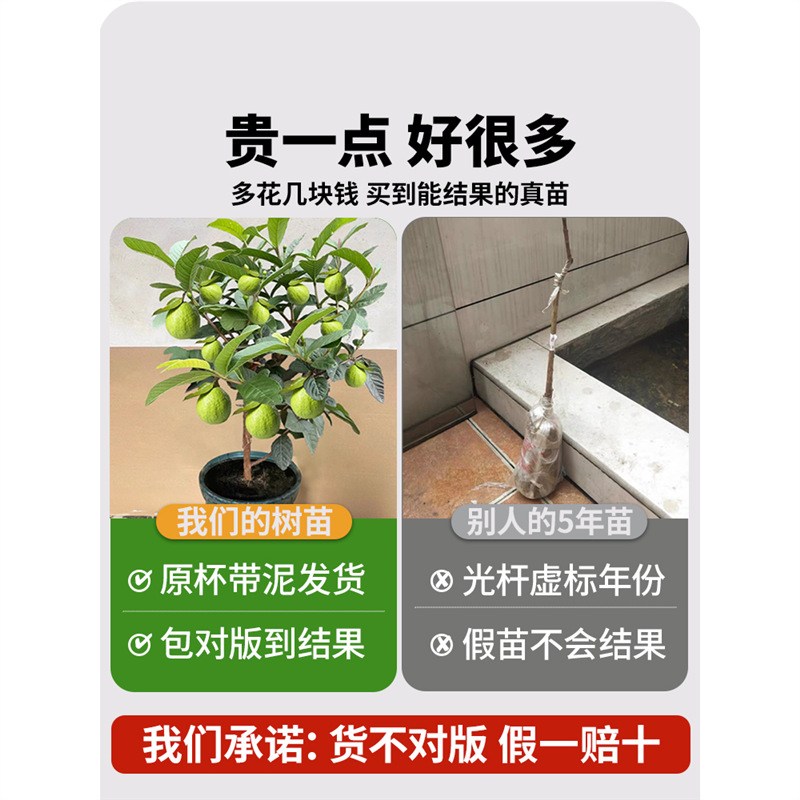 番石榴树果苗红心芭乐树苗南方种植庭院盆栽地栽四季果树当年结果