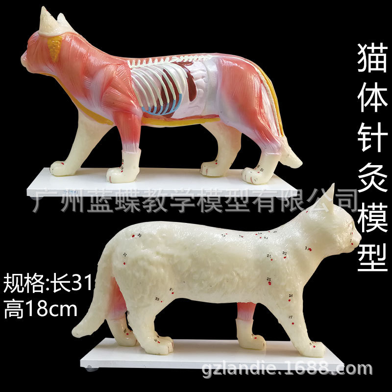猫体针灸模型兽医学习动物解剖模型宠物动物针灸模型图片 高清大图 阿里巴巴