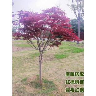 �t�������ձ��t�輧�Ї������t����̫��e���ļ���ë�S����ȪͥԺ