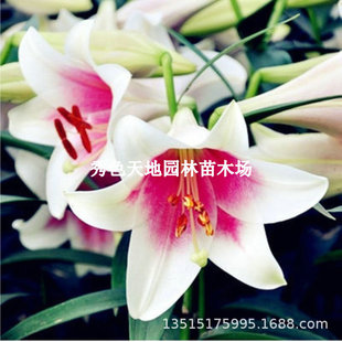 Triangfite Lily Bulbs Imported Triangfite Spring Flower Potted Double Bulb Flower Plants