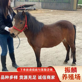 萌宠的矮马和国产德保矮马有什么区别 观赏骑乘选择哪种合适