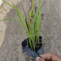 Саженцы Panicum в горшках с фиолетовыми листьями, романтические декоративные растения с фиолетовыми листьями, обладают высокой адаптивностью, морозостойкостью и засухоустойчивостью, их легко содержать в порядке для начинающих садоводов.