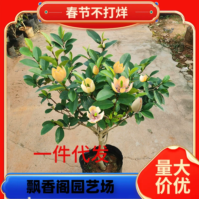 Один из поколения в поколение улыбающихся цветов в горшке с саженцами на террасе