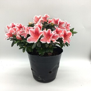 ���N���������l؛�ļ��_�����Ԏ��������w�匚һ���ɫ���N�����l