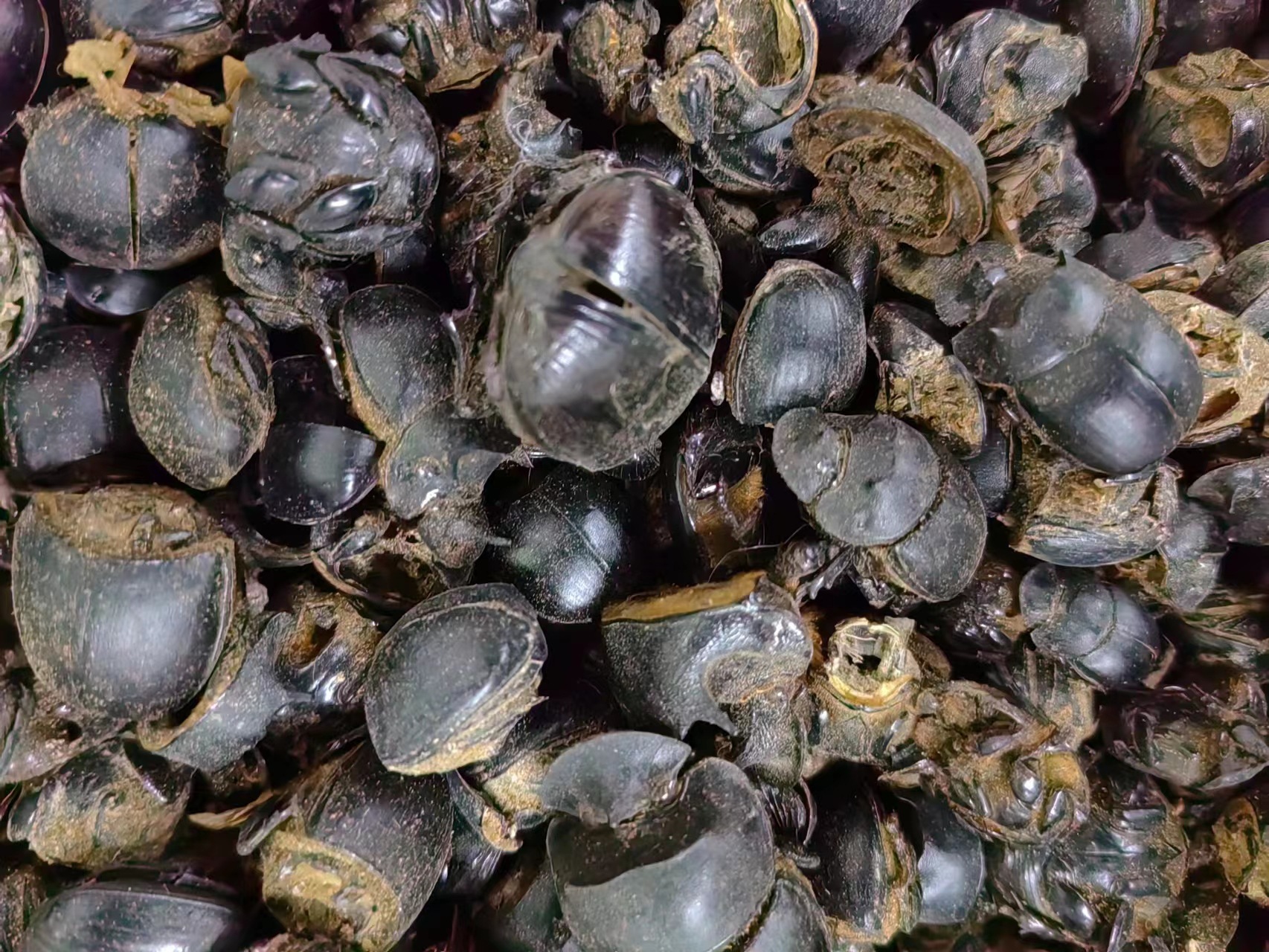 Qiang Lang Chong (Catharsius molossus) — Dried Dung Beetle for TCM Herbal Use key features