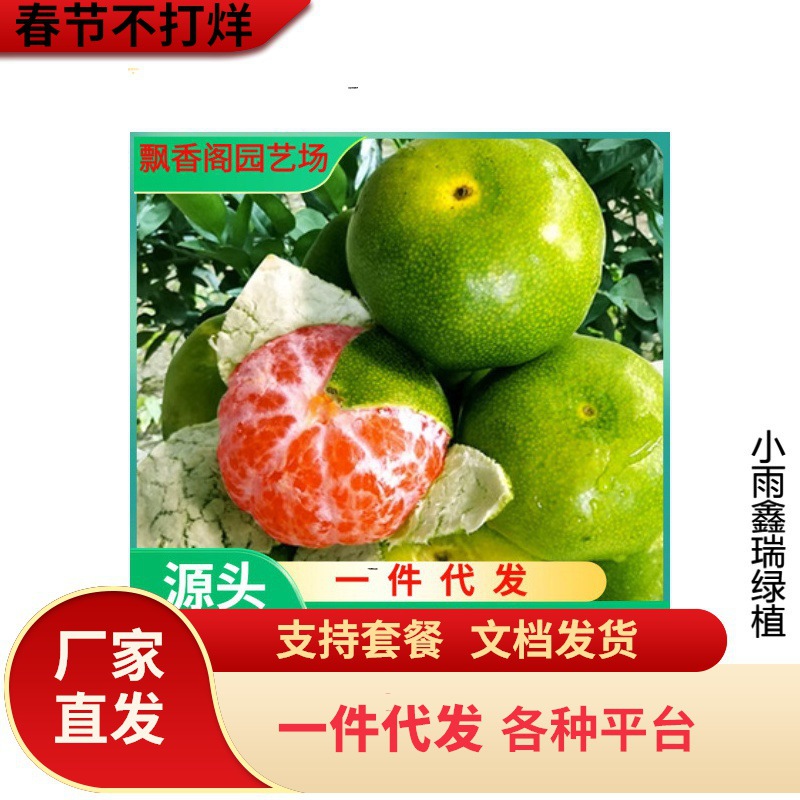 德庆皇帝柑桔子苗贡柑橘砂糖桔橘子苗嫁接果树苗盆栽地栽当年结果