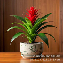 �������\���^ˮ�������k���҃ȼt�Ļ��ܾGֲ�׻����������҃�ֲ��