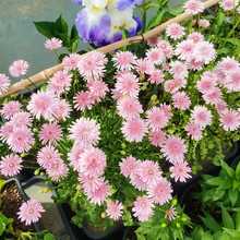 ɫǧѹӢN^pɫ߀ꖅջNͥԺԻ