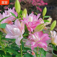 重瓣香水百合种球进口百合花多季播种开花易种活花卉植物盆栽阳台