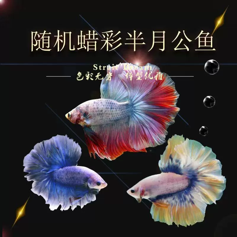Таидоуй живые tropical ornamental fish Lion King Wedding fish Half Moon Male Fish Horsetail Night Market Stand Интернет-знаменитость оптом