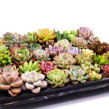 40�w��������С�F؛�Ϙ��M��һ��һ��ֲ����ʯ���M�����Զ���