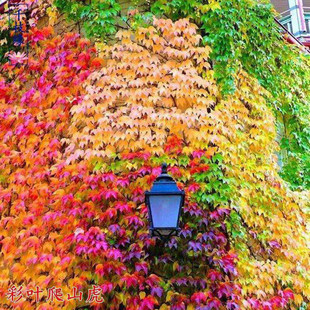 ��Ʒ��ɽ���N�Ӷ�ɫ���x���~���\������ɽ���ļ������