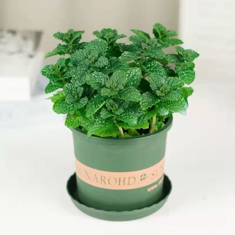 Original soil mint + gallon pot + fertilizer [one pot]
