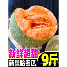 新疆哈密瓜10斤新鲜水果西州蜜瓜25号老汉瓜一整箱网纹甜瓜无特级