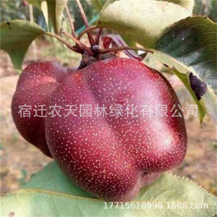 �t��ʯѩ���������������ϱ����Nֲ����Y�����ּt��������