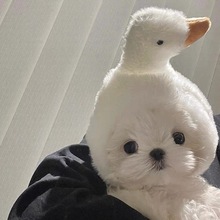 �R����˹����Z�����^�����~��؈���^�׌���ɐ�С��Ȯ��ֵ���