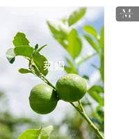 Лайм Citrus x aurantifolia Итальянские самозанятые регионы импортируют односторонних эфирных масел