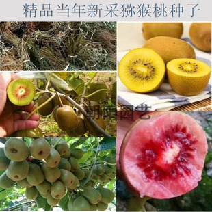 �J���ҷN�ӫJ�������殐���N��ˮ���N�ӷN�����l�߲˷N�����l�˷N