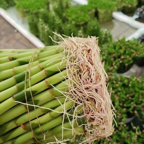 Mini Rich Bamboo Dragon Bamboo Guanyin Bamboo Festival High Trumpet…