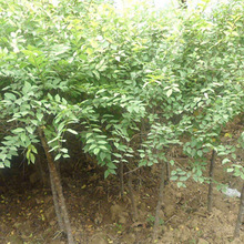 榆樹種子 新采白榆種子 優質榆錢樹種子精選白榆種子園林綠化喬木