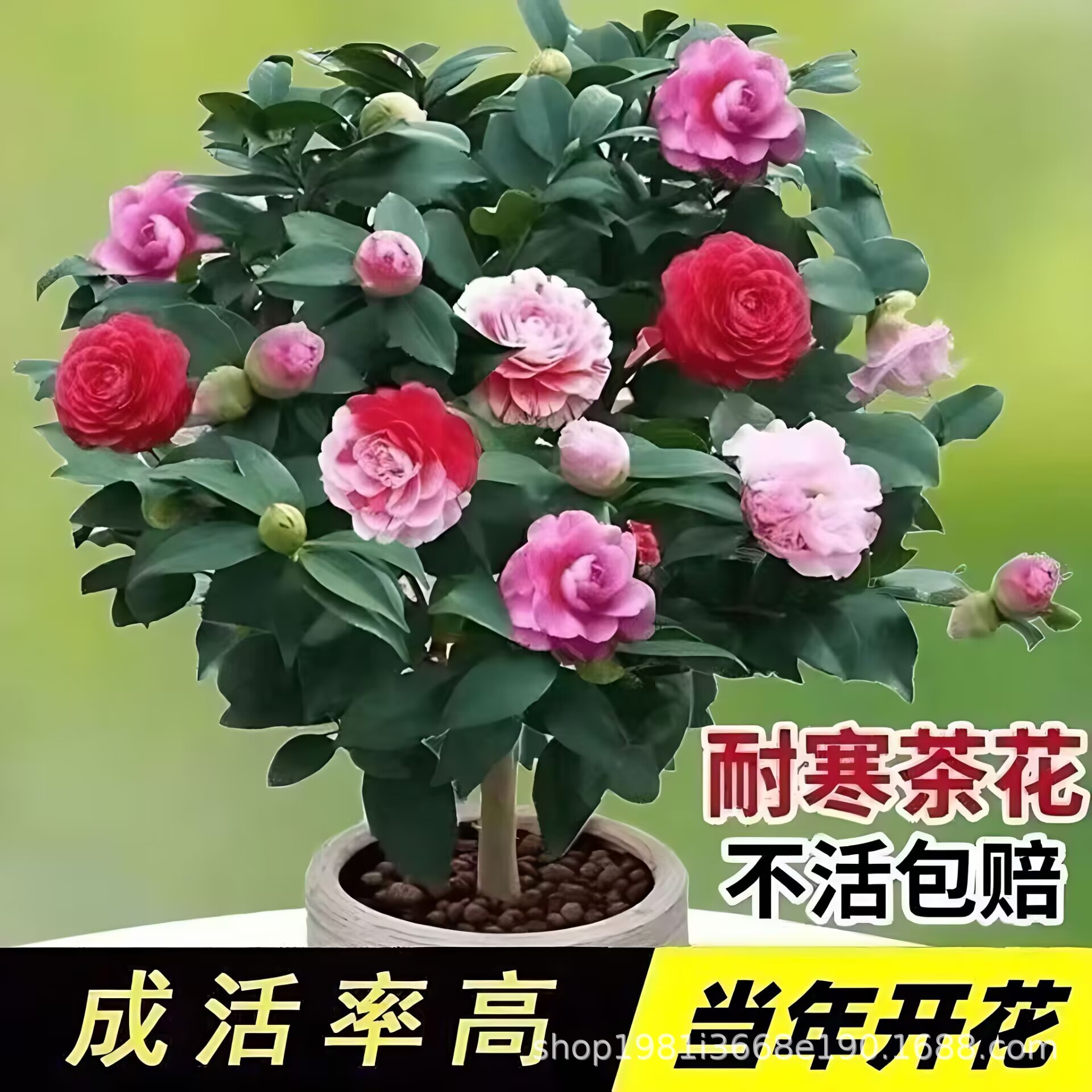 带花苞茶花盆栽四季树苗山茶花苗室内植物好养五色赤丹浓香型花卉