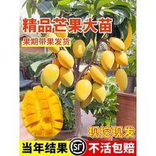 芒果苗树果苗嫁接四季贵妃芒果树苗种植室外阳台盆栽特大果苗结果