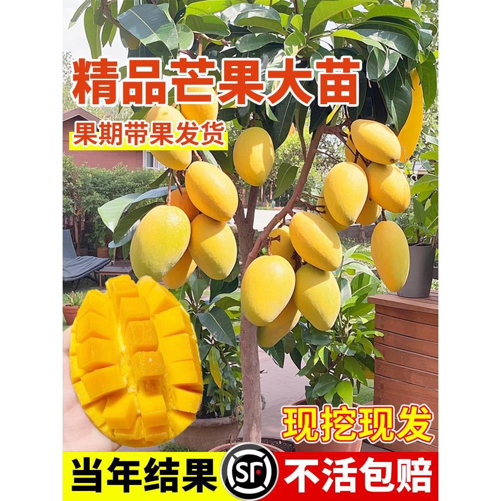 芒果苗树果苗嫁接四季贵妃芒果树苗种植室外阳台盆栽特大果苗结果