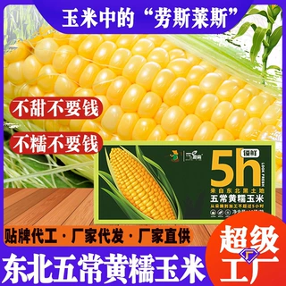 2026年东北黄糯甜玉米每箱10穗装玉米棒黄糯苞米真空包装厂家直发