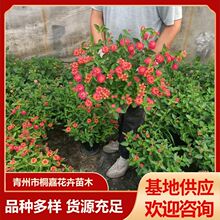 ������ʻ��^�pֲ�ﻨ�������̨���@���Bֲ�ﻨ����ɫ÷����