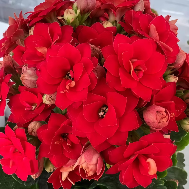 붉은 깃발(싹이 있어 사계절 꽃이 핀다)과 무료 비료