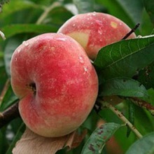 蟠桃苗品种桃树苗盆栽地栽桃树苗适宜南北方种植当年结果现挖现发