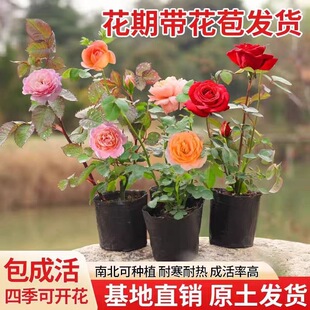 �¼�����õ��С���ļ��_���̨���Ի���ͥԺ���پGֲ����ٱ��Nޱ