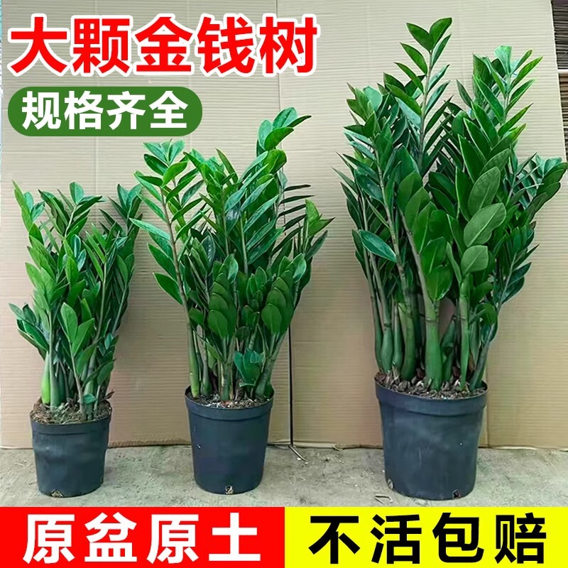 Money Tree Potted Plant in Office Room Large Money Tree Bonsai Round Leaf Shake Money String Seedlings Good for Green Planting