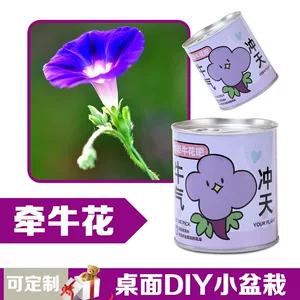 儿童种植易拉罐盆栽桌面小绿植幼儿园植物观察实验高颜值毕业礼物