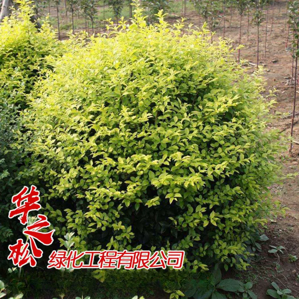 Поставка сусального золота привет мяч зеленые растения кластера сусальное золото привет мяч для волос оптом полные спецификации