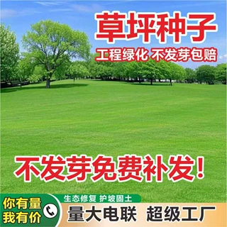 批发草坪种子护坡固土工程高羊茅黑麦草多品种草籽边坡绿化草种子