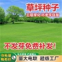 护坡边坡品种固土草种子