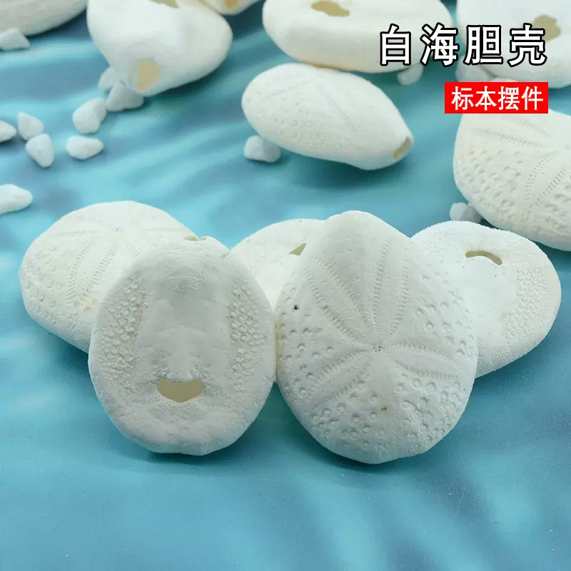 白海胆 化石海胆包破损天然海螺贝壳地中海空气凤梨盆栽 海胆壳