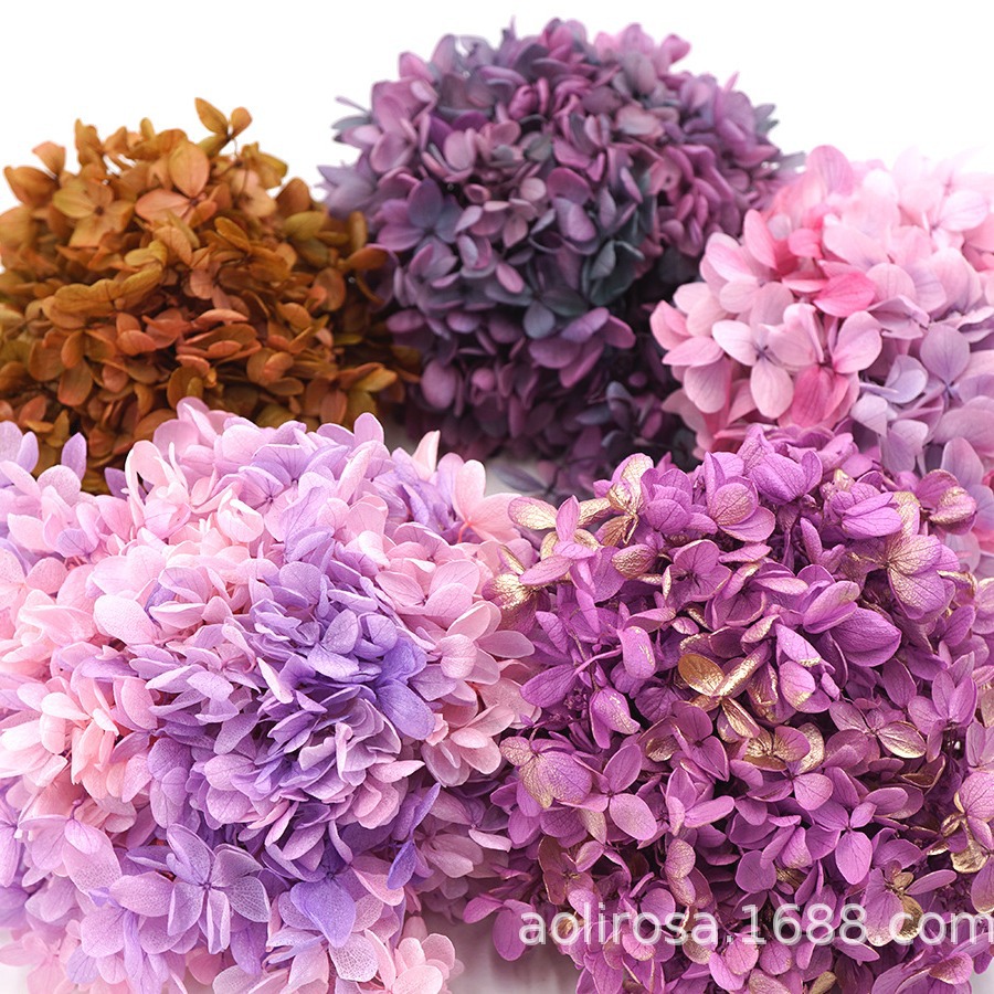 Grado A gradiente de madera Hortensia gradiente Hortensia flor eterna unicornio flor seca Hortensia flor eterna al por mayor