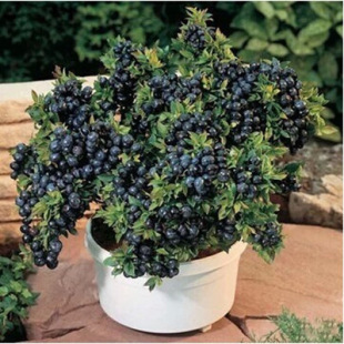 Blueberry Seedlings, Blueberry Saplings, Potted Ground Planting, Rabbit Eye O'Neill, Nanfeng's Current Results, Planting in the South and North
