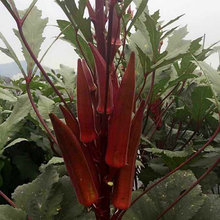 红秋葵种子红秋葵籽水果秋葵种籽嫩滑四季蔬菜庭院大面积高产